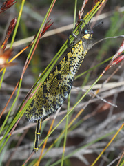 Palpares speciosus