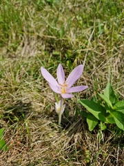 Colchicum autumnale
