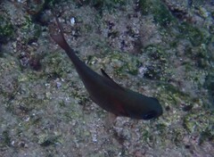 Pempheris rhomboidea