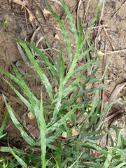 Pteris cretica