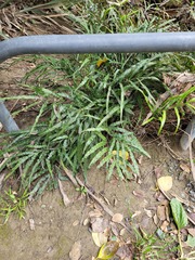 Pteris cretica