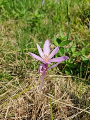 Colchicum autumnale