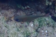 Pempheris rhomboidea