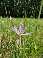 Colchicum autumnale