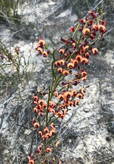 Daviesia brevifolia