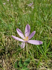 Colchicum autumnale