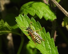 Polistes dominula