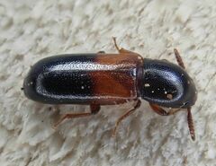 Corticeus fasciatus