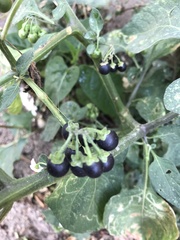 Solanum nigrum