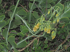 Cotyledon orbiculata