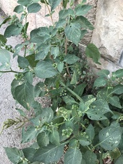 Solanum nigrum