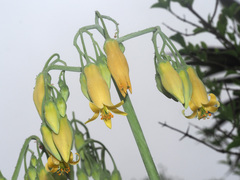 Cotyledon orbiculata