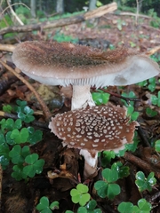 Amanita pantherina