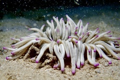 Condylactis aurantiaca