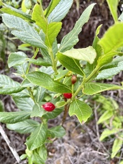 Vaccinium calycinum