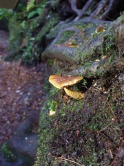 Cortinarius phaeomyxa