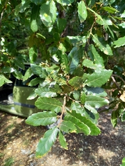Quercus trojana