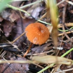Marasmius siccus
