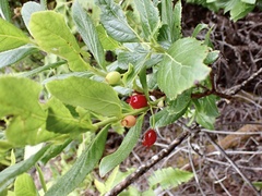 Vaccinium calycinum