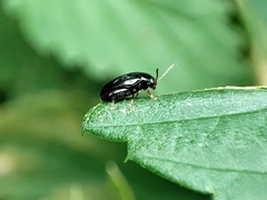 Psylliodes chrysocephala