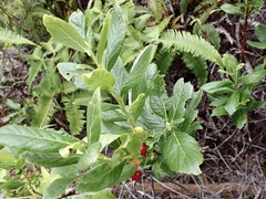 Vaccinium calycinum