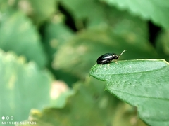 Psylliodes chrysocephala
