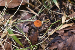 Marasmius siccus