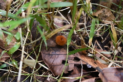 Marasmius siccus