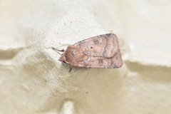 Diarsia rubi