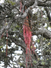 Metrosideros polymorpha