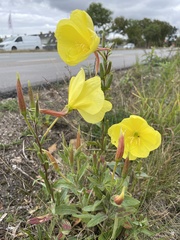 Oenothera glazioviana