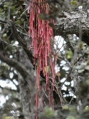 Metrosideros polymorpha