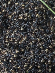 Dolichoderus doriae
