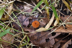 Marasmius siccus