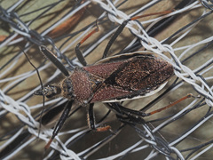 Rhynocoris erythrocnemis