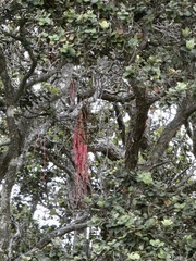 Metrosideros polymorpha