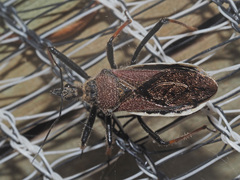 Rhynocoris erythrocnemis