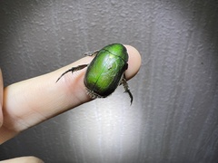 Anomala albopilosa albopilosa