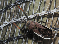 Rhynocoris erythrocnemis