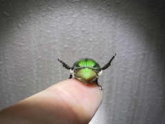 Anomala albopilosa albopilosa