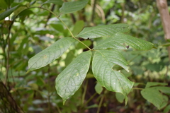 Spathodea campanulata