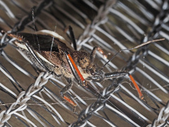 Rhynocoris erythrocnemis