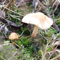 Marasmius oreades