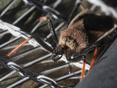 Rhynocoris erythrocnemis