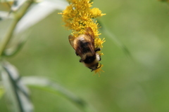 Bombus campestris