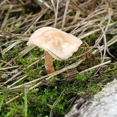 Marasmius oreades