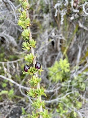 Coprosma ernodeoides