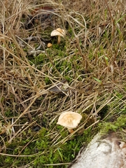 Marasmius oreades