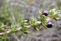 Coprosma ernodeoides