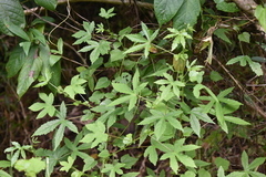 Hibiscus surattensis